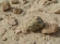Copper ore in sandstone: malachite and azurite :: 2012:02:06 09:15:06 :: Canon PowerShot A710 IS