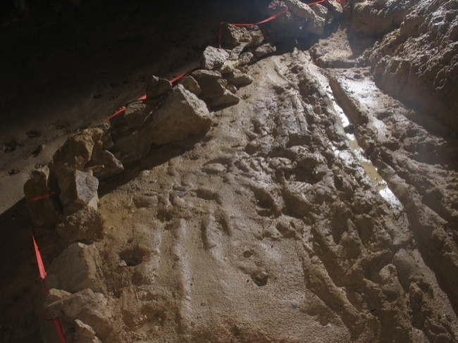 Horse prints in the mud, carefully protected by boulders and tape