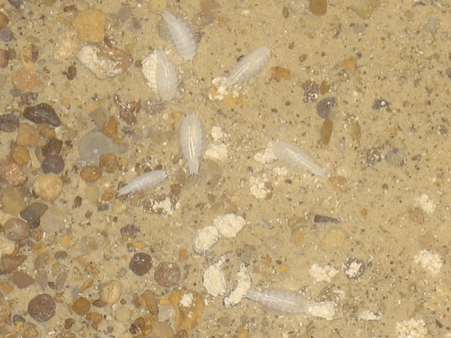 Some form of crustaceans living in the water in a stream in the main passage