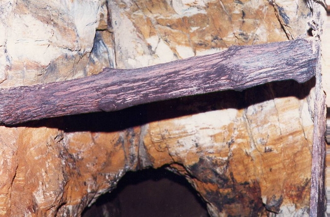 Old timber in Finlow Hill