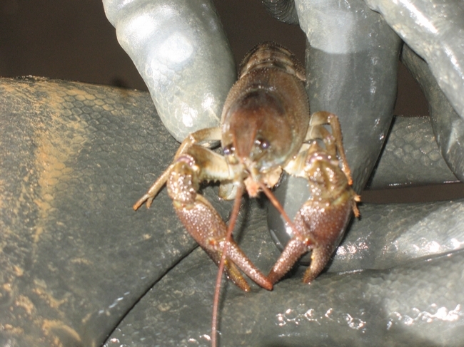 Crayfish (European) 