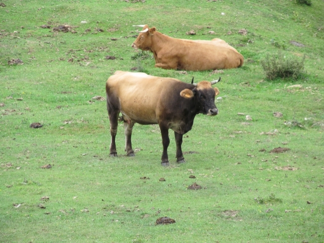 Fine cattle