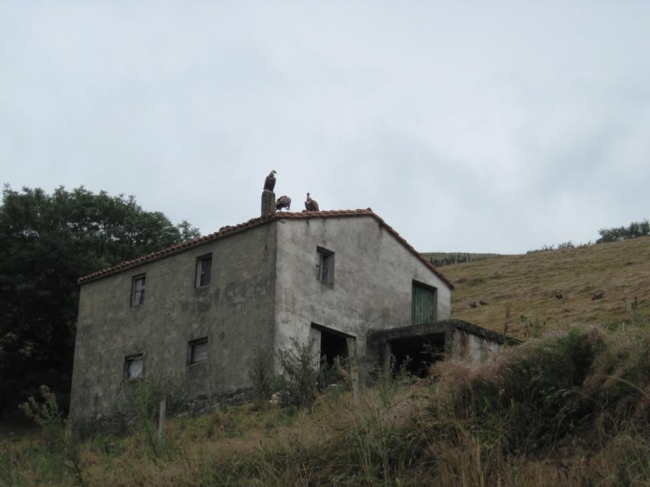 Vultures gather on a deserted farmhouse