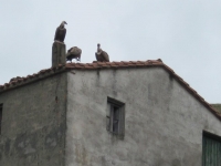 Vultures gather on a deserted farmhouse :: Taken by Nigel Dibben