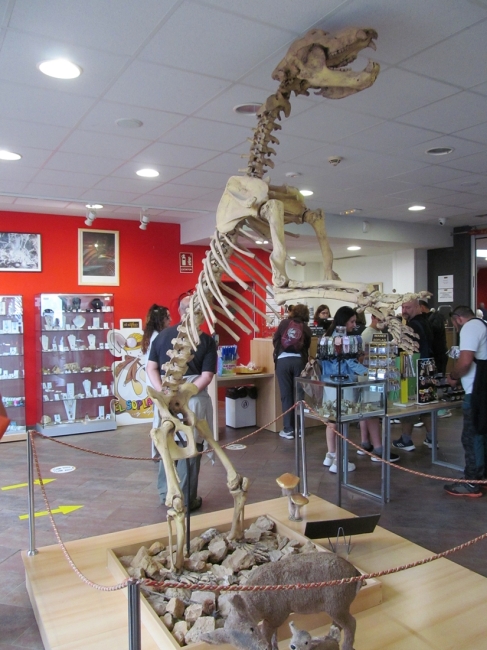 Bear skeleton in the shop at EL soplao