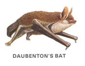 Daubenton's bat
