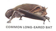 Common long-eared bat