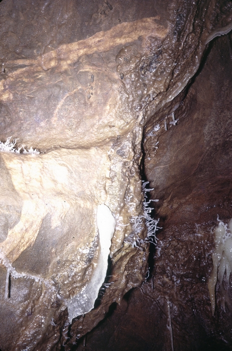 Helictites in Shatter Cave